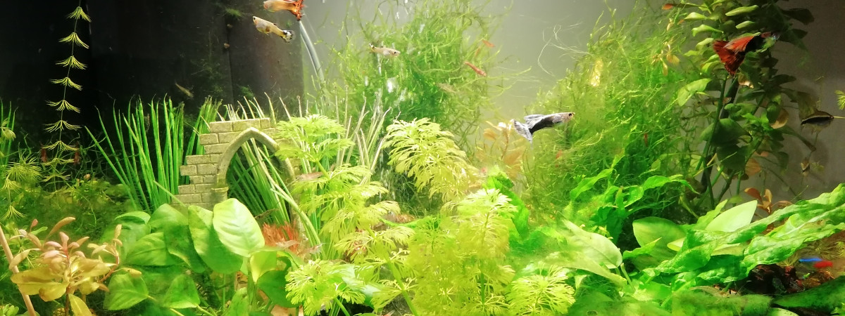 aquarium Aquarium