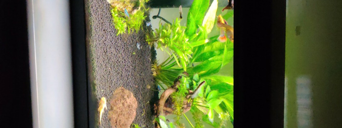 aquarium Tropical débutant