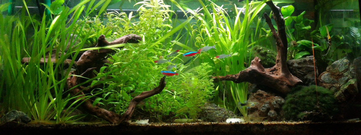 aquarium Commun plantée