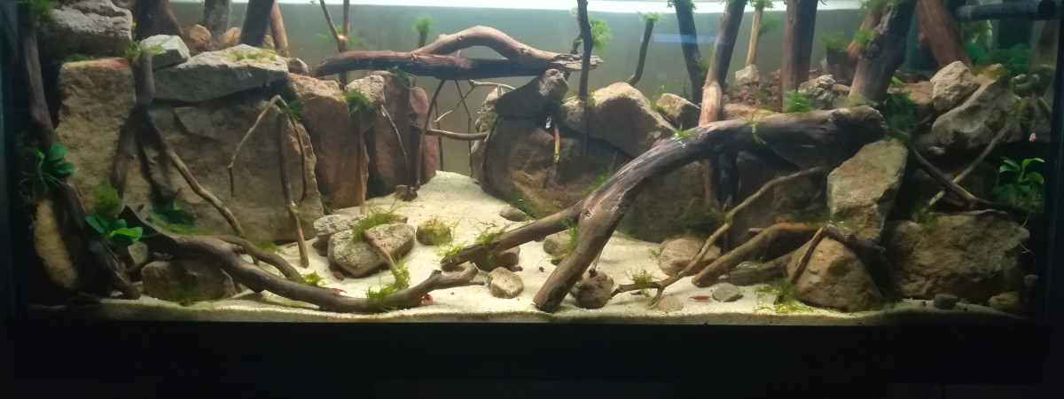 aquarium Crevettes canione
