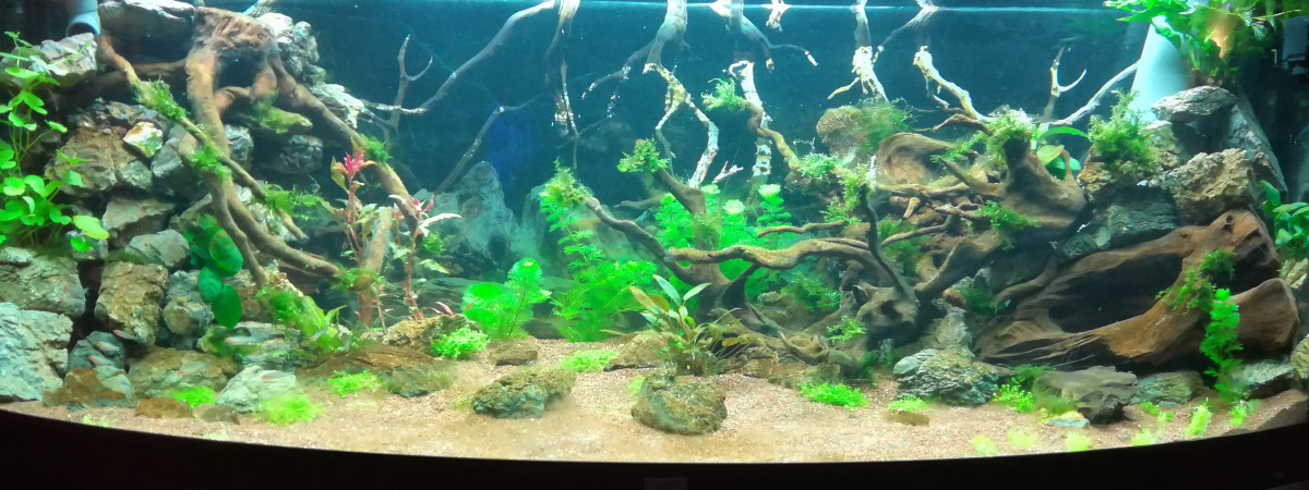 aquarium En attente de scap
