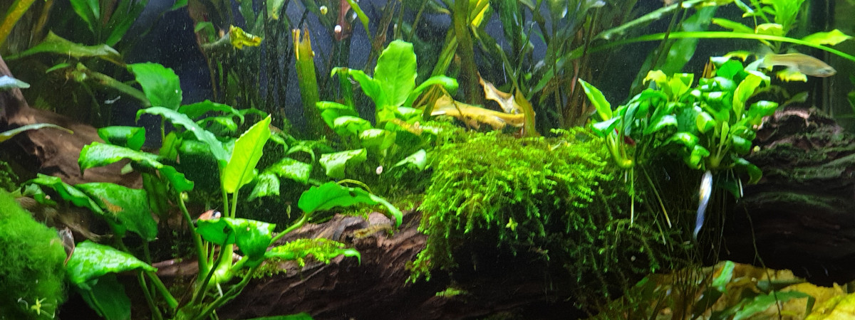 aquarium 60 litres