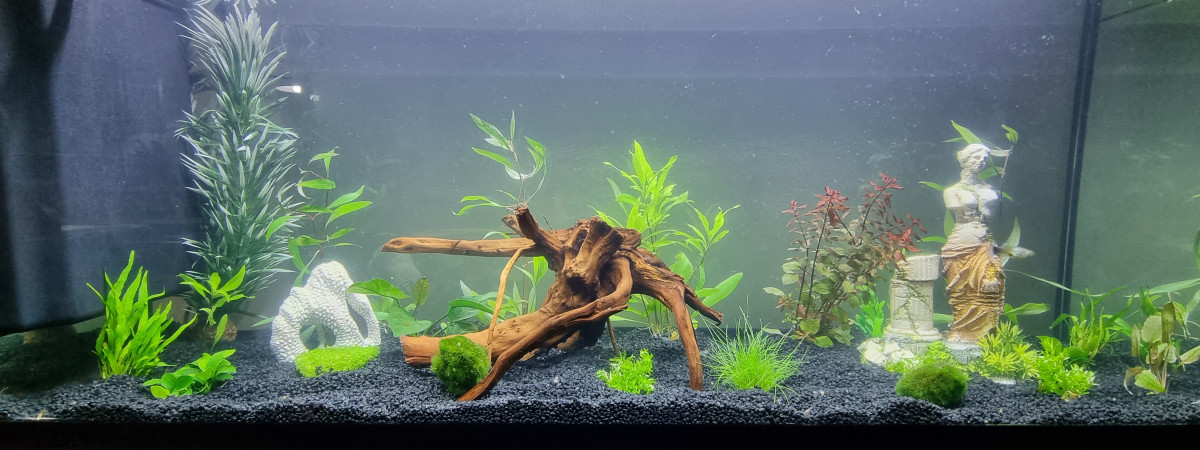 aquarium Patrick
