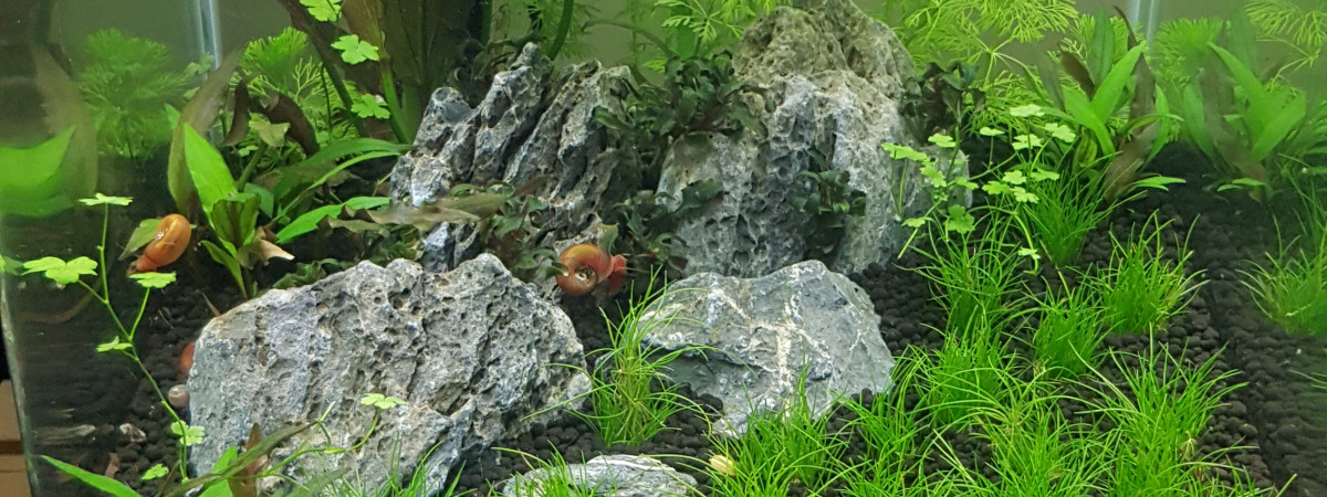 aquarium nano cube