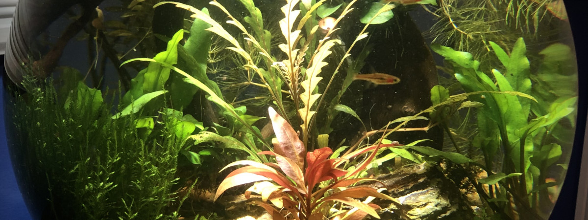 aquarium Bol Low tech