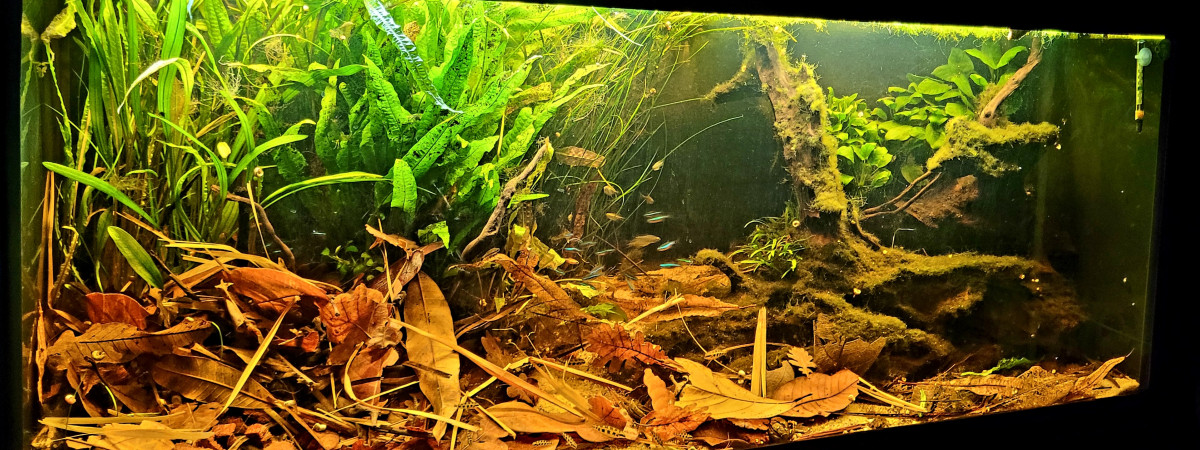 aquarium Aqua 240