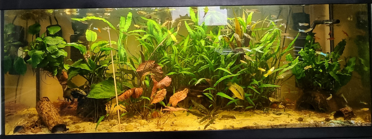 aquarium Sweet River