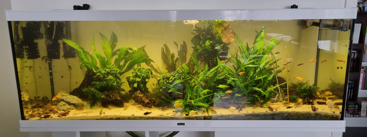 aquarium River Song
