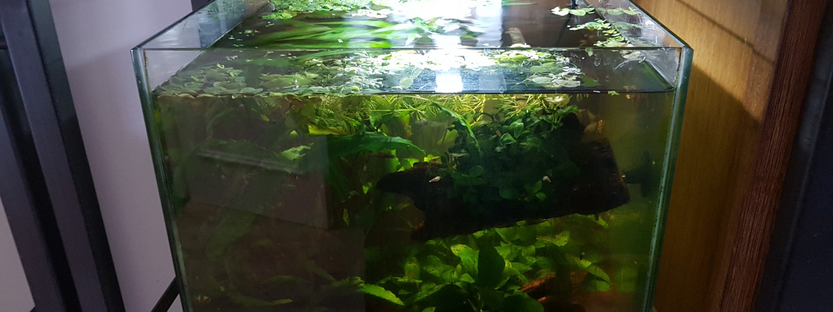 aquarium Little Paradise