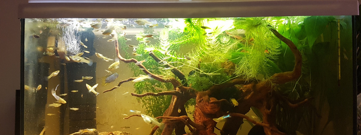 aquarium River flows