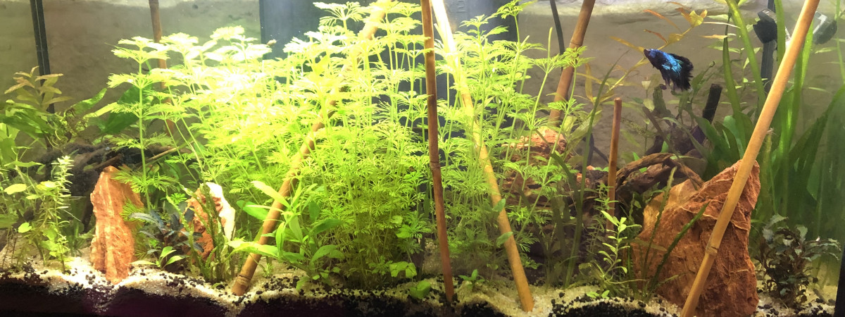 aquarium Betta sanctuary