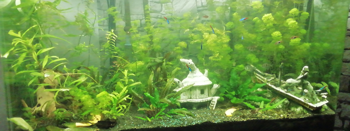 aquarium Osaka 260