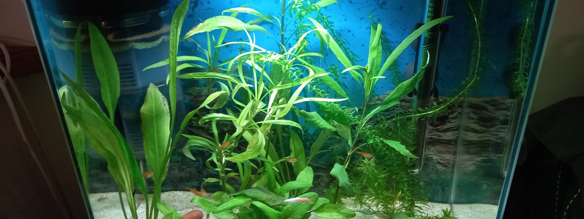 aquarium Seb288