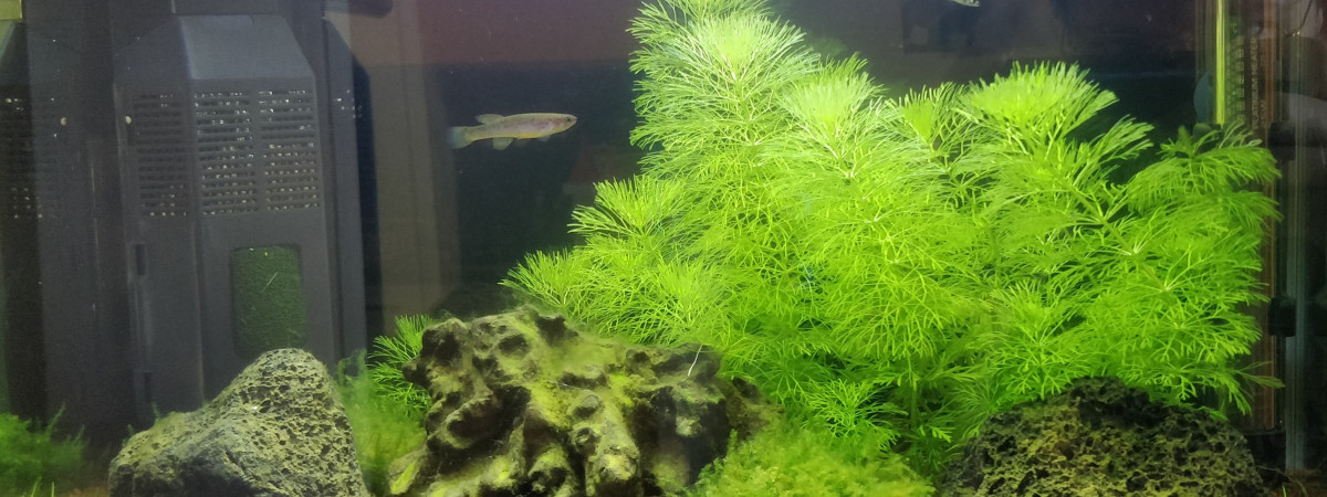 aquarium Aqua 20