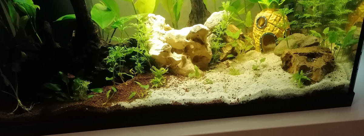 aquarium First