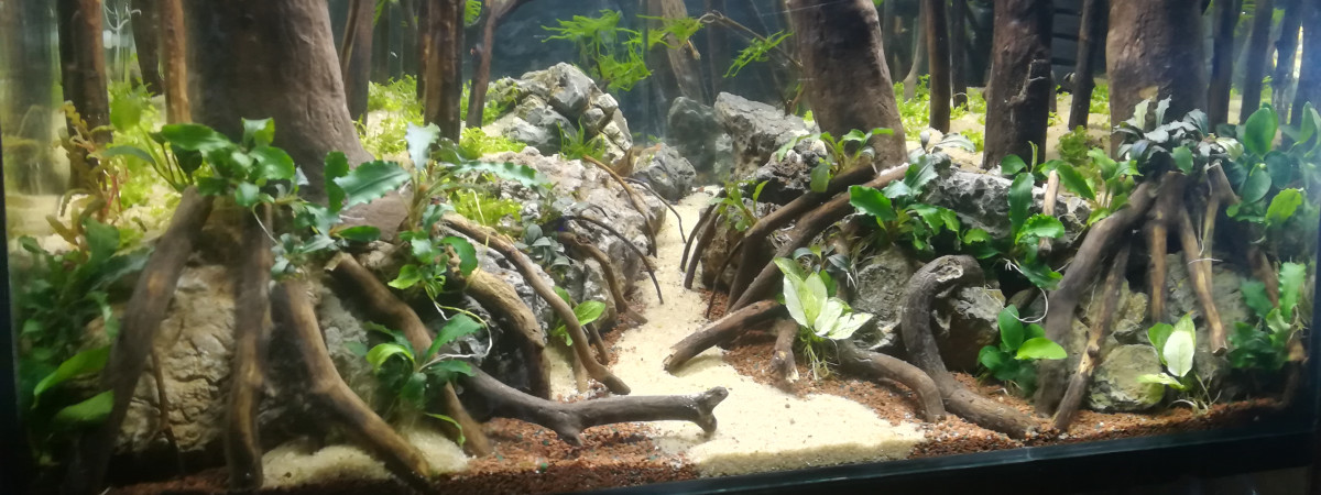 aquarium Bleu forest