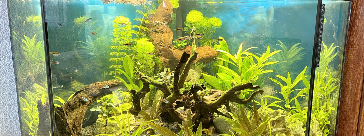 aquarium Samland