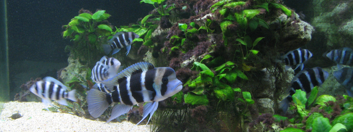 aquarium Tanganyika
