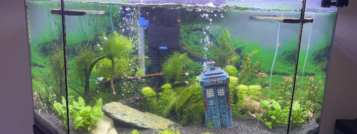 aquarium Mon aquarium