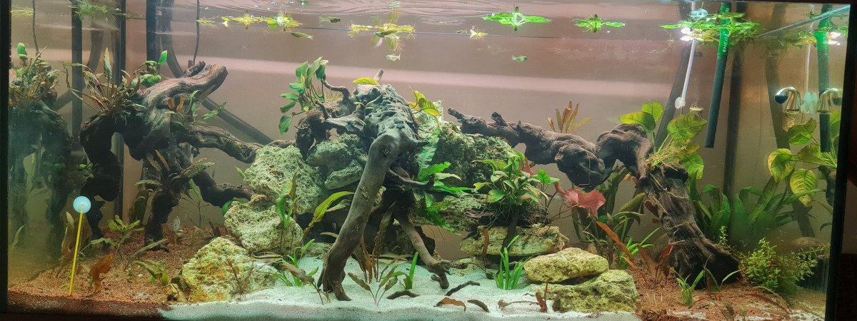 aquarium 350L