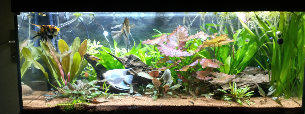 aquarium Biotope Amazonien