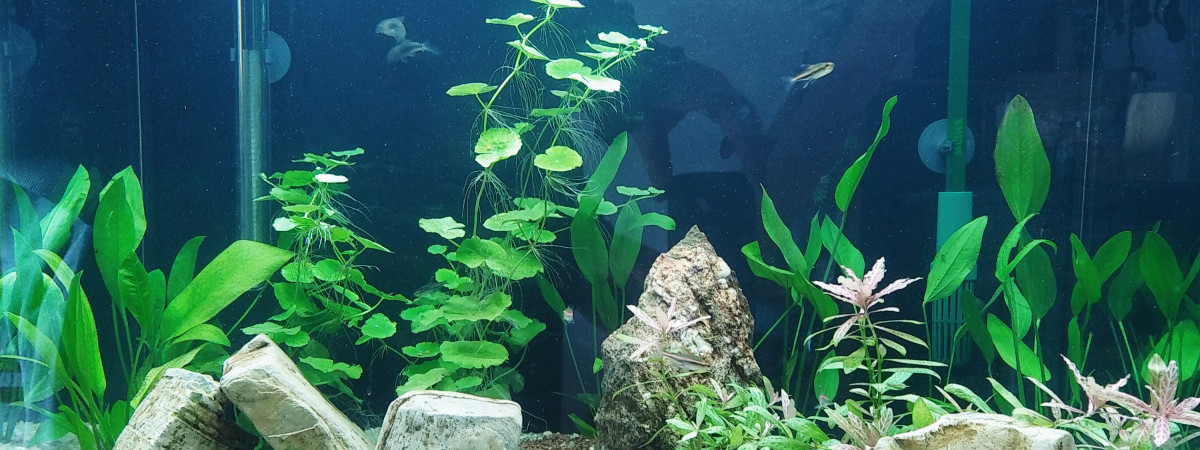 aquarium Asie