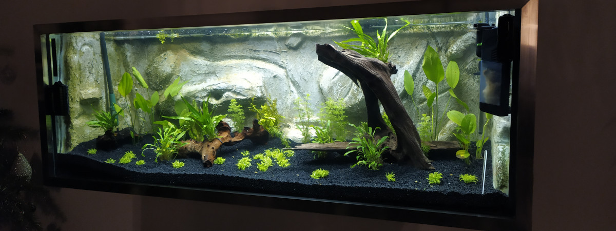 aquarium aquarium salon