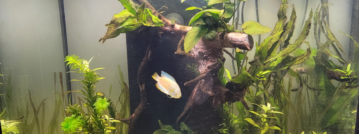 aquarium Renouveau