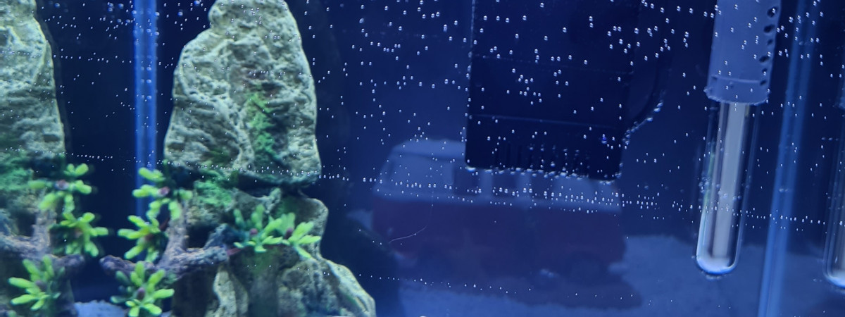 aquarium Jalaya