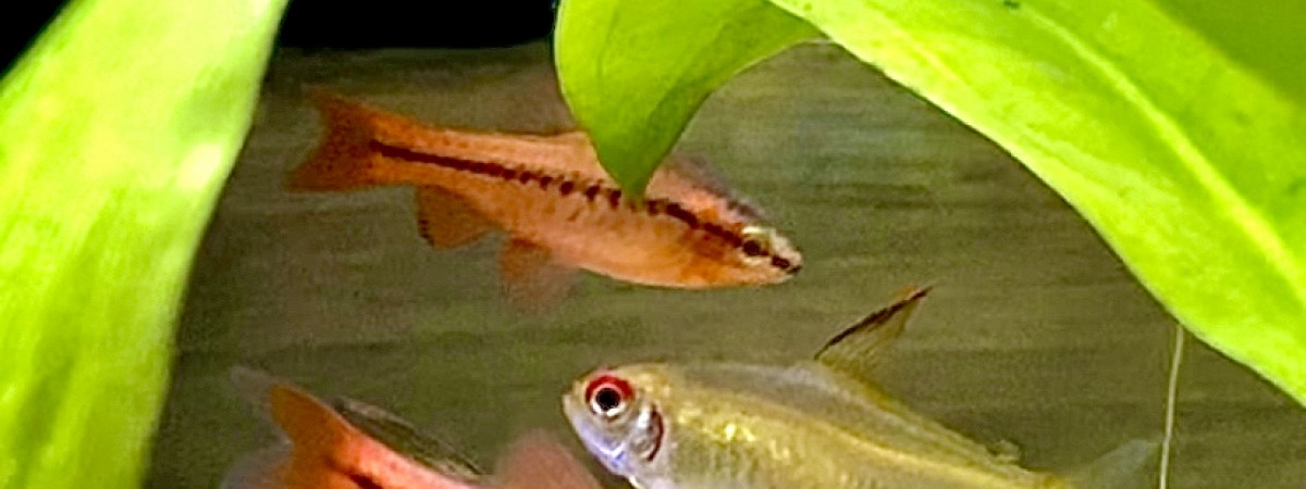 aquarium Aqua first