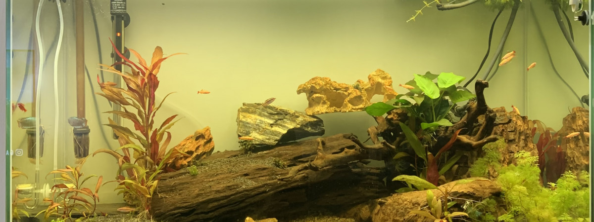 aquarium Aqua communautaire