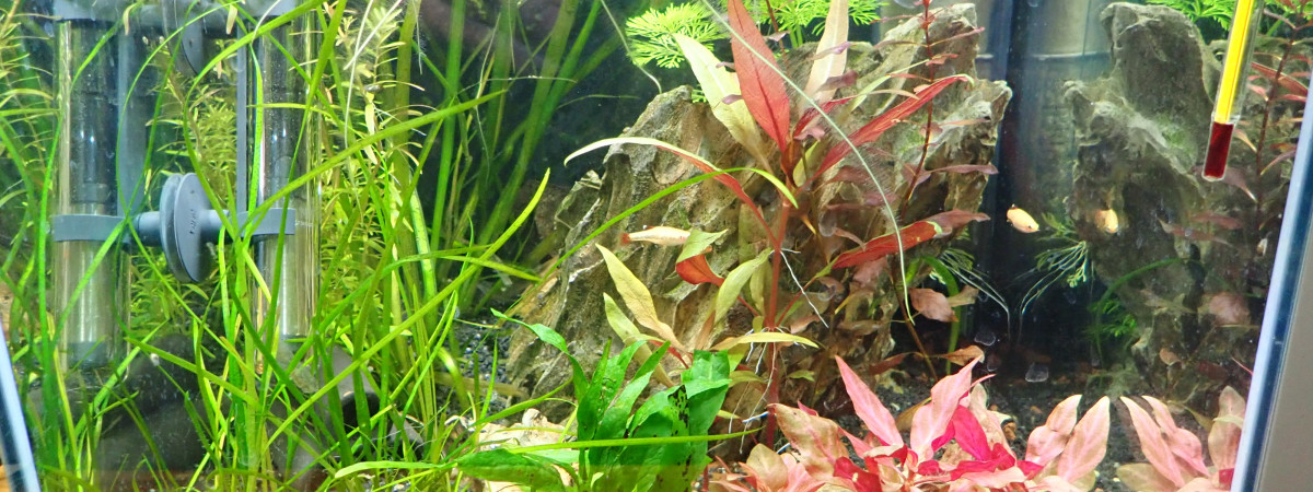 aquarium biotope 3