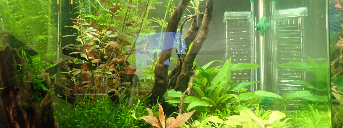aquarium biotope