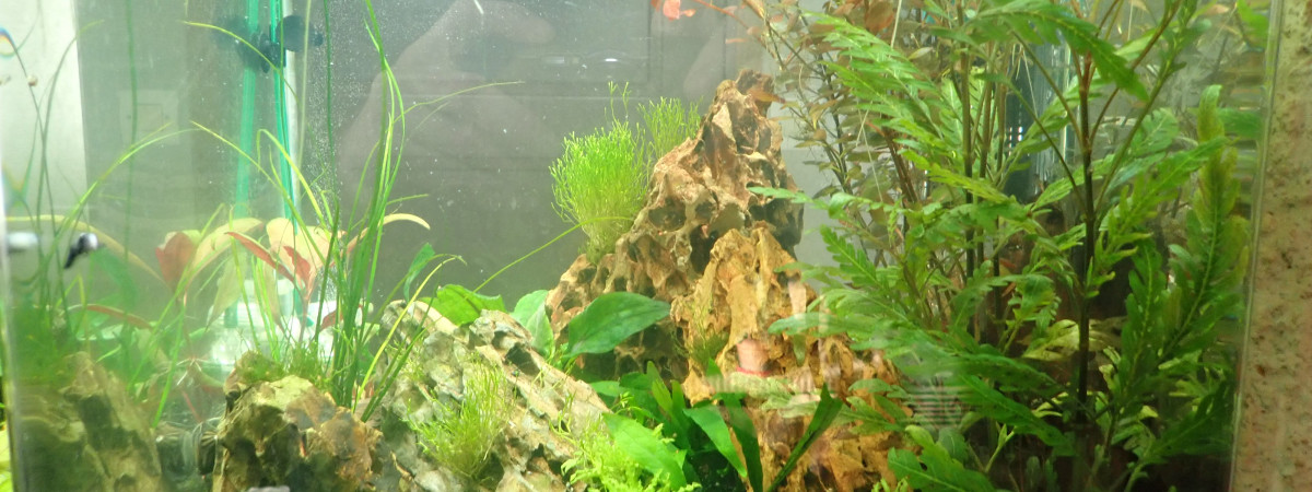 aquarium biotope 2