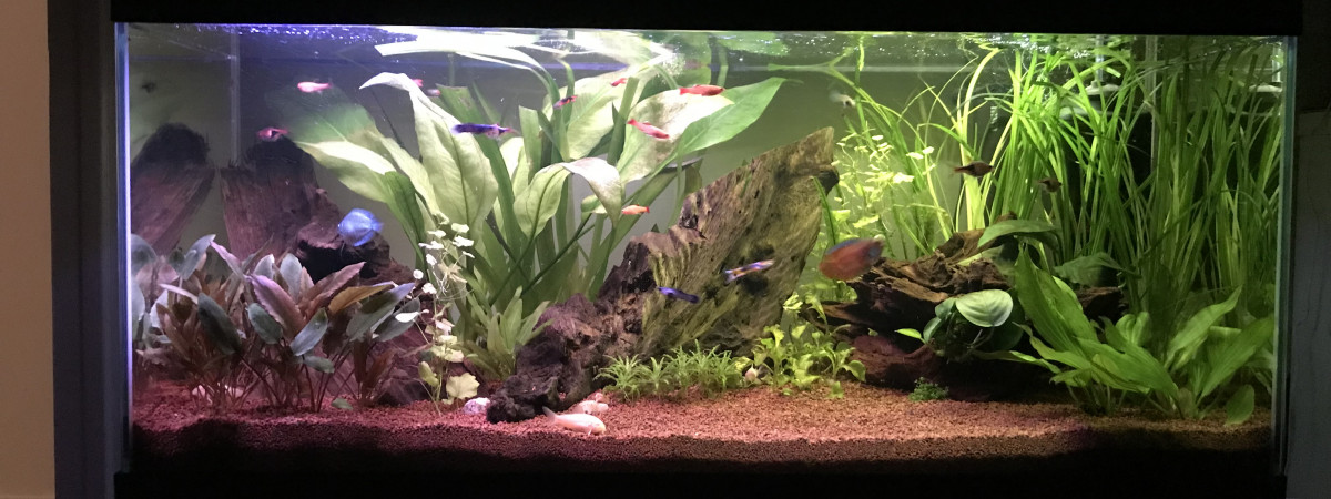 aquarium Bac 80L - Communautaire