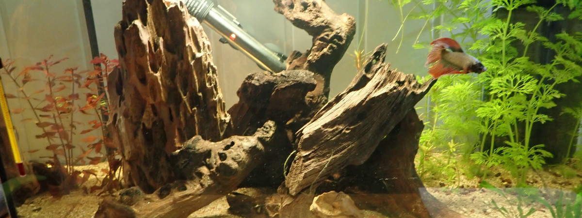 aquarium biotope4