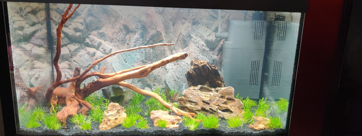 aquarium 60litres planté