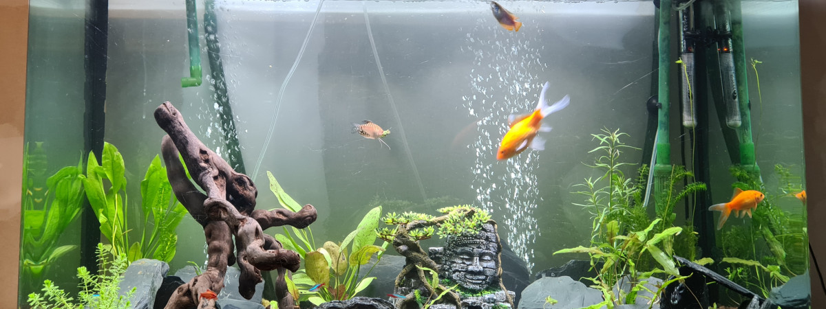 aquarium Chloé Wolrd