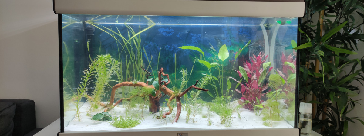 aquarium Bac Communautaire V1