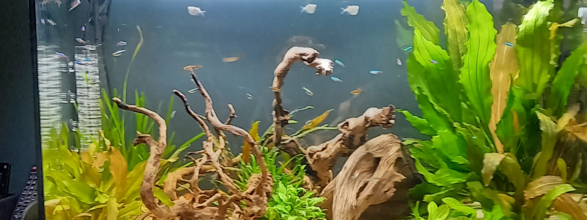 aquarium 200 L amzonnien