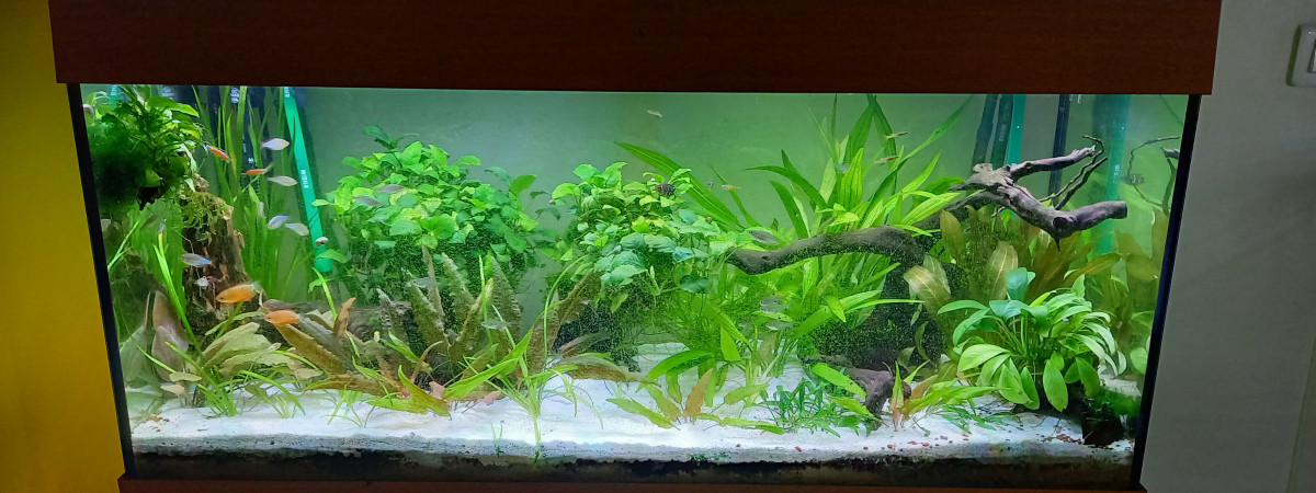 aquarium 180 l tendance asiatique