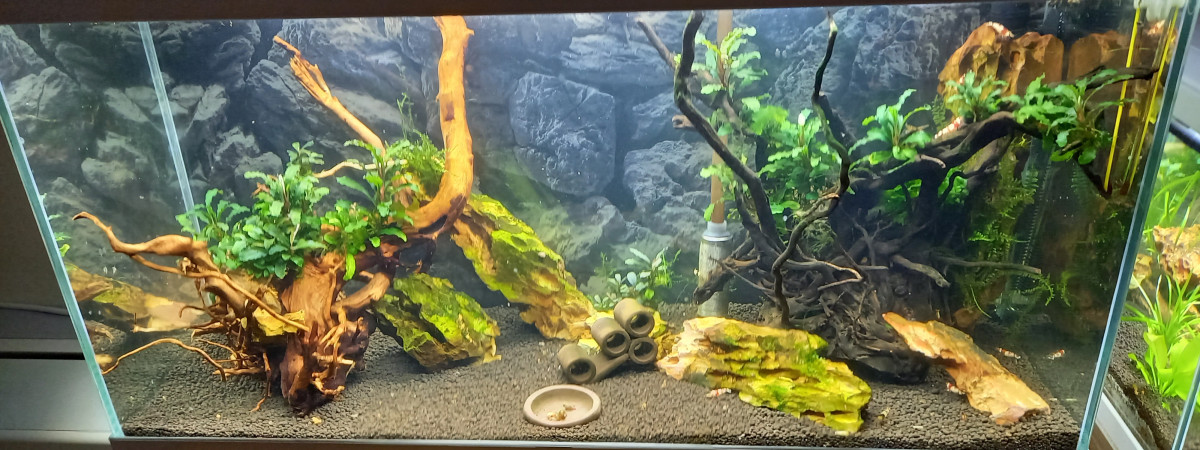 aquarium 80 L special red et black crystal