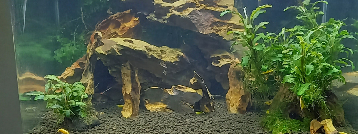 aquarium Nano tank 35 L spé neocaridina yellow neon