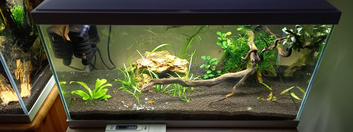 aquarium 60 L neocaridina orange