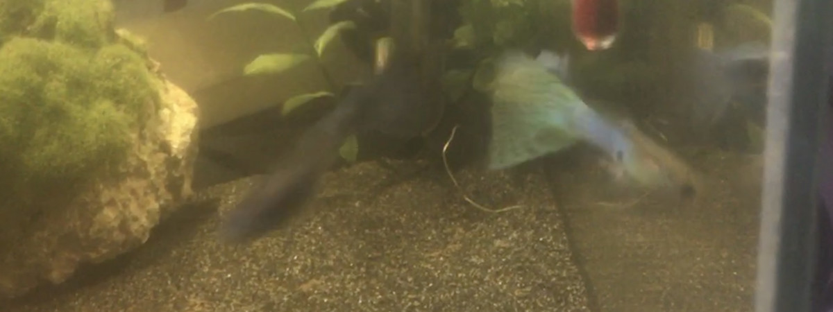aquarium Poecilia reticulata