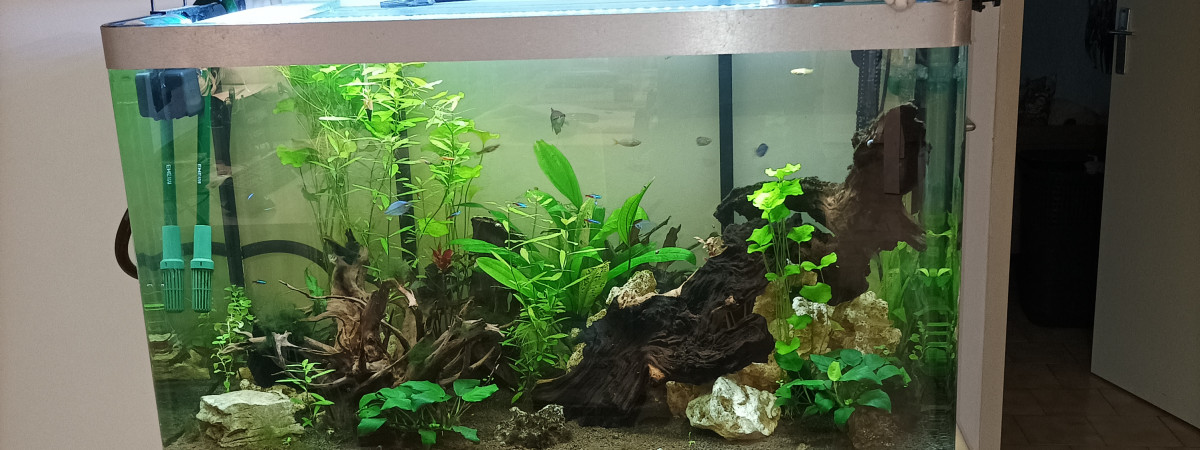 aquarium Fluval Osaka 260