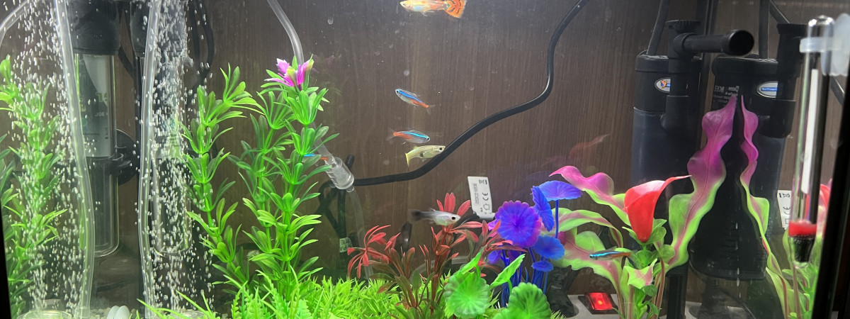 aquarium Aquarium 1