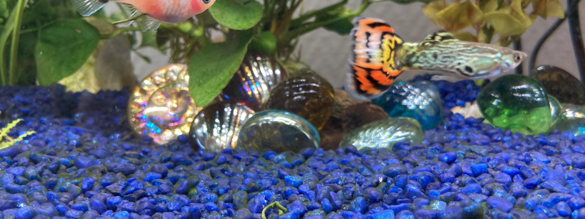 aquarium La vie aquatique