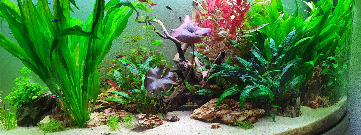 aquarium 350L scalaires