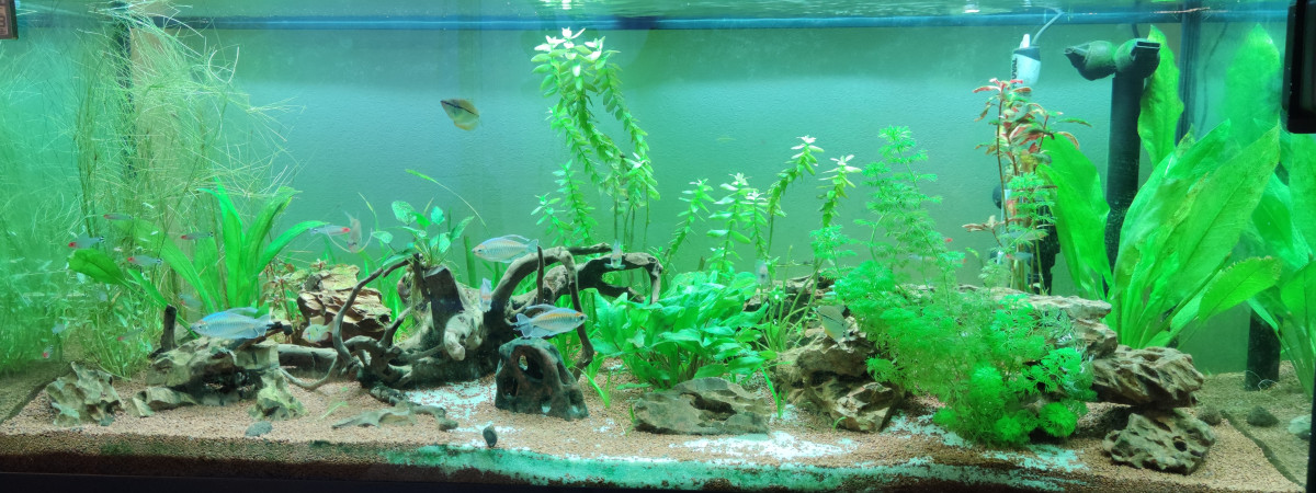 aquarium Communautaire 240 l